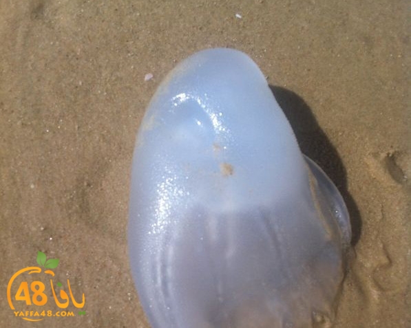 qandeel el ba7r629 (3).jpg